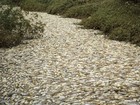 Morador registra milhares de peixes mortos em córrego de Salto