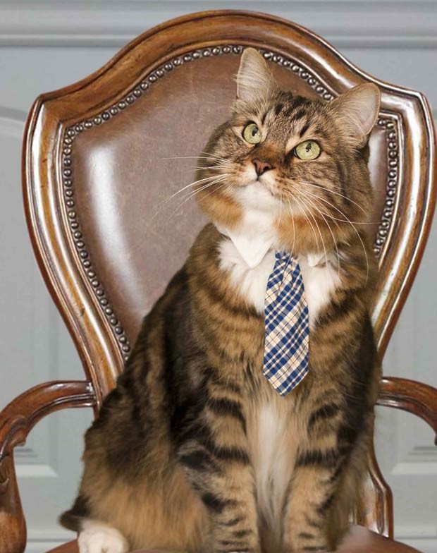 O gato Hank em sua foto oficial de campanha (Foto: Dang N. Le, Hank for Senate 2012 Campaign/AP)
