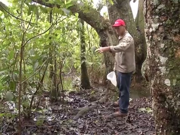Exames descartam febre amarela em macacos encontrados mortos em MS (Foto: Reprodução/ TV Morena)