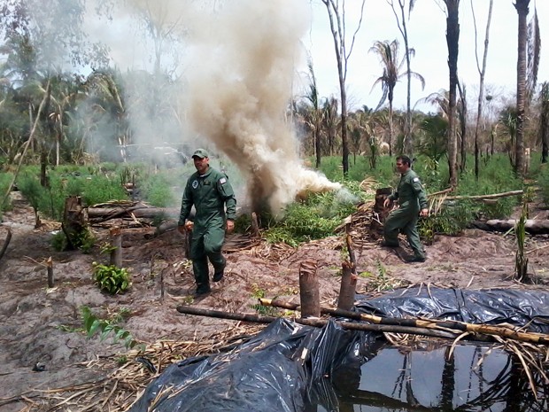 Policiais do GAT destruíram as plantações (Foto: Douglas Pinto)