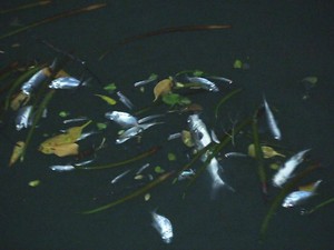 Peixes mortos foram encontrados no canal do Porto de Santos (Foto: Reprodução/TV Tribuna)