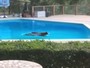 Urso é flagrado curtindo piscina de casa na Califórnia