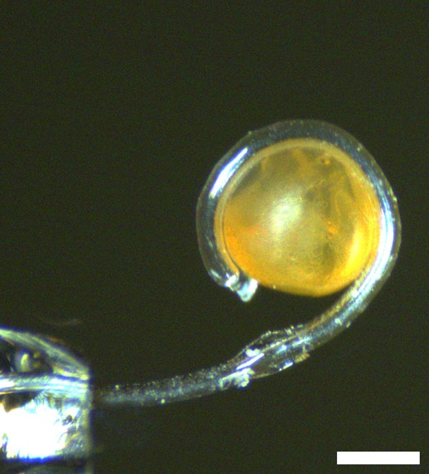 Micro-tentáculo agarra um minúsculo ovo de peixe sem danificá-lo (Foto: Jaeyoun Kim/Iowa State University)