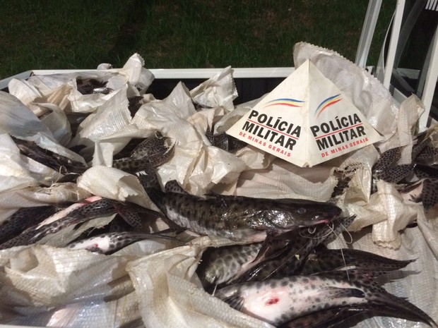 Foram apreendidos quase 400 quilos de pescado em Patrocínio (Foto: Polícia Militar/Divulgação)