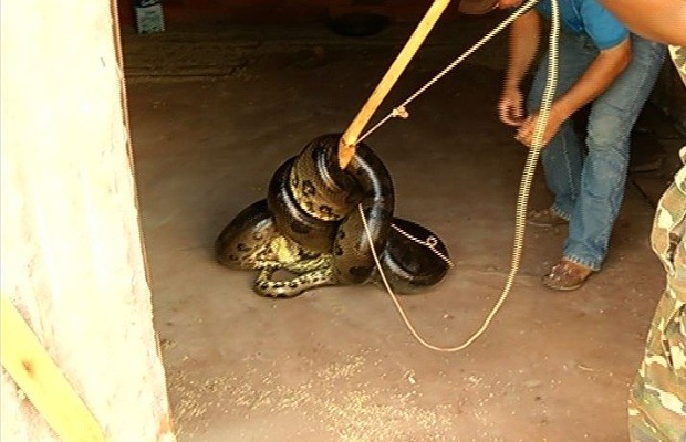 Sucuri de 100kg ataca leitões e é pega no flagra