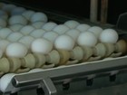 Produção de ovos de galinha avança 6,2% no 1º trimestre, diz IBGE