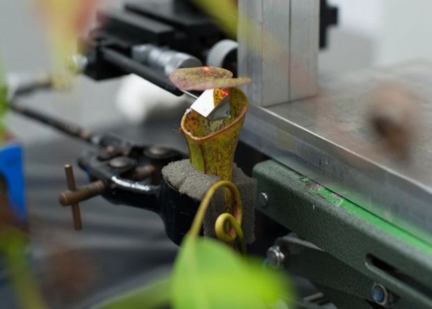  Os pesquisadores usaram um laser para medir a vibração da folha (Foto: Ulrike Bauer)