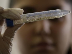 Larva do Aedes aegypti; técnica da Fundação Oswaldo Cruz inspeciona larva do mosquito no Recife. (Foto: Ueslei Marcelino/Reuters) Larva do Aedes aegypti; técnica da Fundação Oswaldo Cruz inspeciona larva do mosquito no Recife. (Foto: Ueslei Marcelino/Reuters)