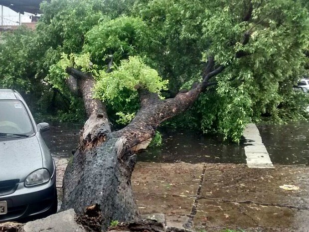 Árvore caiu durante temporal em Manaus (Foto: Divulgação/Manaustrans)