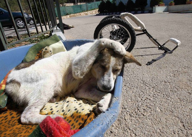 Cachorro ficou internado por 2 anos at voltar a caminhar (Foto: Ali Jarekji/Reuters)