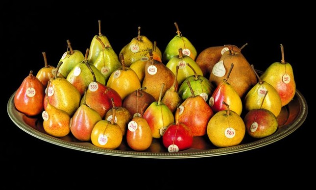 Acervo de 1.021 frutas de cera e plástico