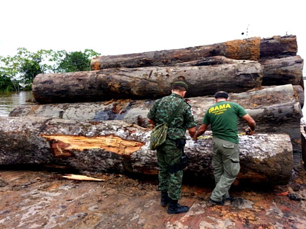 Mais de 85 m³ de madeira das espécie angelim-pedra foram apreendidas durante fiscalização no Rio Manicoré (Foto: Divulgação/Batalhão Ambiental da PM)