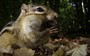 Esquilo enfrenta ameaças para garantir comida (rede globo)