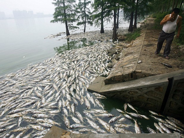 Peixes mortos (Foto: AP )