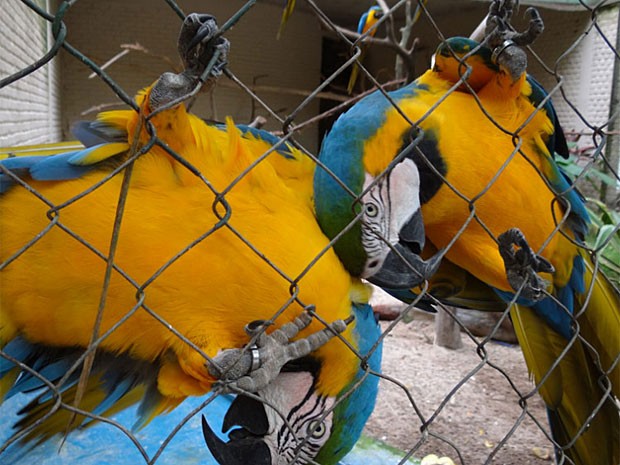 Aves namorando no Horto Dois Irmãos, no Recife (Foto: Luna Markman / G1)