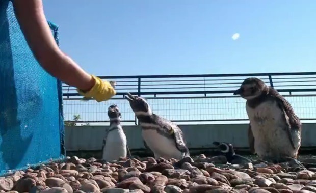 Pinguins e tartarugas são devolvidos à natureza após reabilitação em Rio  Grande; vídeo, Rio Grande do Sul