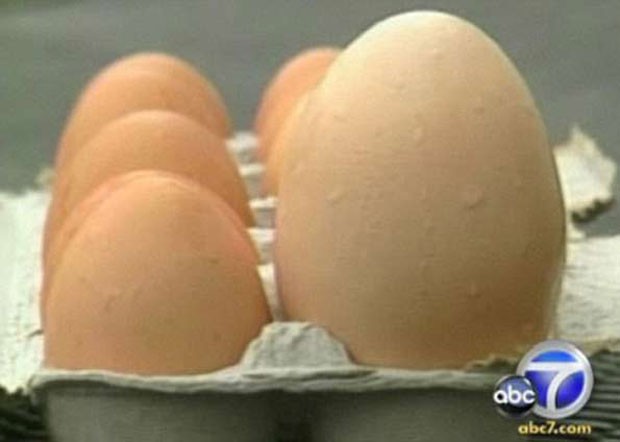 Em 2009, uma das galinhas do norte-americano Chris Schauerman, que mora na cidade de Honeoye Falls, no estado de Nova York (EUA), morreu depois de botar um ovo gigante de 138 gramas (Foto: Reprodução)
