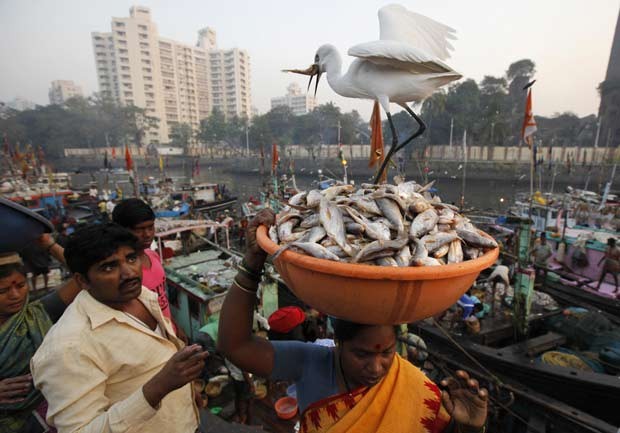 Garça foi flagrada roubando peixe de bacia. (Foto: Danish Siddiqui/Reuters)