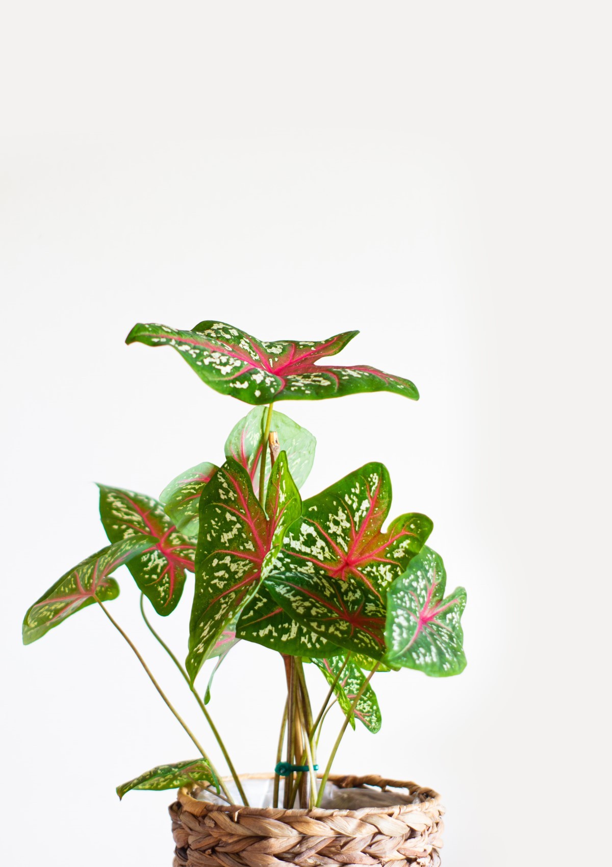 A planta caladium, também conhecida como Tinhorão, é perfeita para adicionar um toque de cor na decoração de casa e jardim (Foto: Unsplash / Rui Silvestre / CreativeCommons)