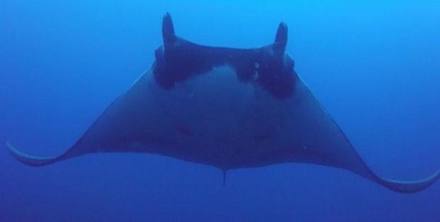 Exemplar de raia-manta que foi atingido por pedaço de rede de pesca. É possível ver resultado do ferimento ao lado do olho direito do animal (Foto: Divulgação/Thomaz Monteiro)