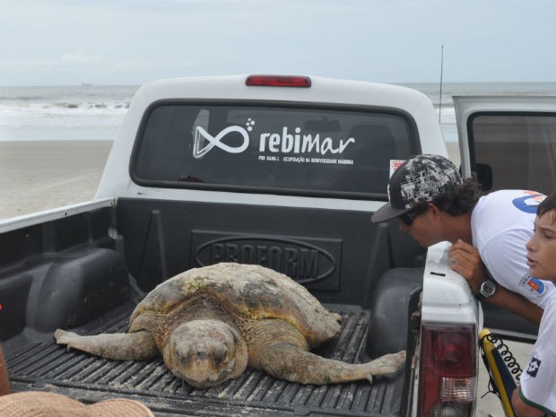 'Um metro só de carapaça. Ela deve medir cerca de 1,35 metro e pesar bem mais de cem quilos', disse coordenadora (Foto: Laboratório de Ecologia e Conservação do Centro de Estudos do Mar / Divulgação)