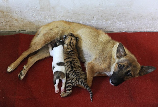 Cadela amamenta seu próprio filhote (à esquerda) e filhote de tigre em zoo de Hefei nesta sexta-feira (26) (Foto: Reuters)