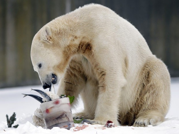 Urso Knut ganha bolo no aniversário de 4 anos (Foto: Michael Sohn / AP Photo)