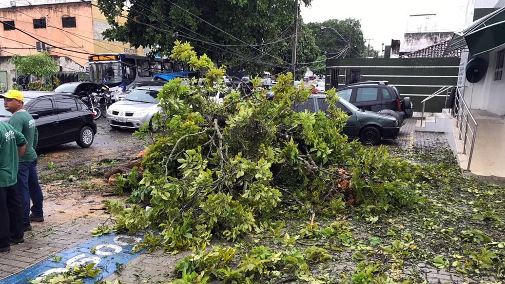 Árvore tombada no Centro de João pessoa foi removida na manhã desta segunda-feira (29) (Foto: Walter Paparazzo/G1)