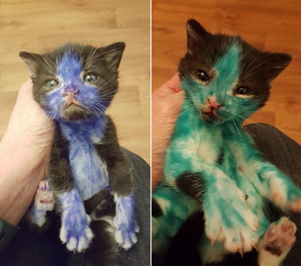 Dois gatinhos foram encontrados pintados de azul e verde na Inglaterra (Foto: Bradford Cat Watch Rescue)