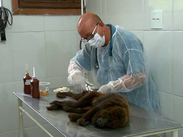 Macaco bugio é encontrado ferido no Bairro de Lourdes em Juiz de Fora (Fot Reprodução/TV Integração)