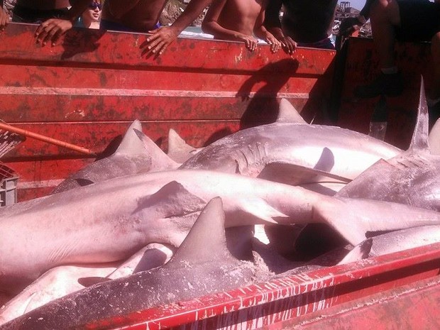 Pesca foi realizada por pescadores locais com modalidade 'cerco' (Foto: Rafael Pádua/Arquivo pessoal)