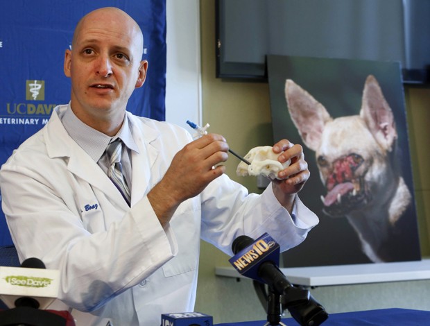 Veterinário descreve como uma abertura nasal foi aberta na face de Kabang para permitir que ela respirasse (Foto: Rich Pedroncelli/AP)