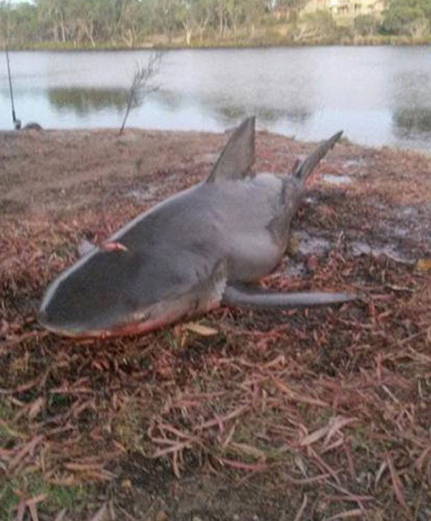 Pescadores australianos capturaram tubaro-cabea-chata de 1,8 metro no rio Collie (Foto: Reproduo/YouTube/Mick's Best)