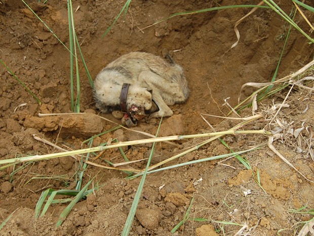 Cão é salvo de ser enterrado vivo em Registro, interior de SP (Foto: Márcia Colla/Arquivo Pessoal)