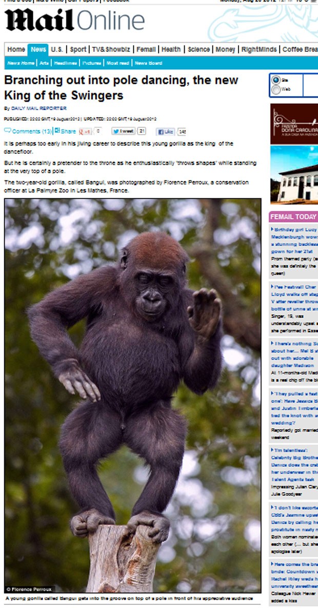 Filhote gorila parecia dançar ao ser fotografado em zoológico em Les Mathes. (Foto: Reprodução/Daily Mail)