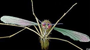 Malária é transmitida por mosquitos (Foto: PA/BBC)