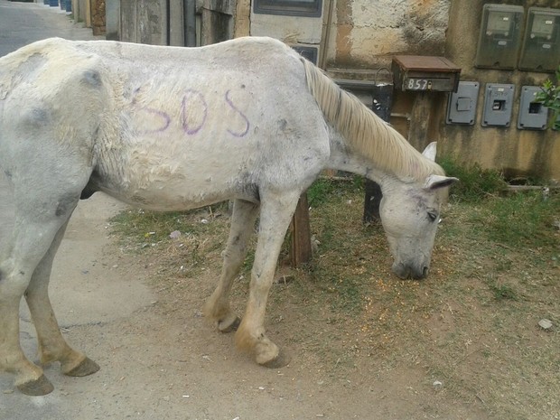 Moradores estão cuidando do cavalo abandonado em Petrópolis (Foto: Arquivo pessoal/Anderson Rodrigues)
