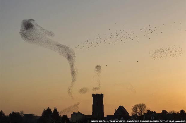 'Starlings over Carmarthen' (Estorninhos sobre Carmarthen) de Nigel McCall, rendeu o primeiro lugar na categoria Paisagem Urbana (Foto: Nigel McCall/Take a View Landscape Photographer of the Year)