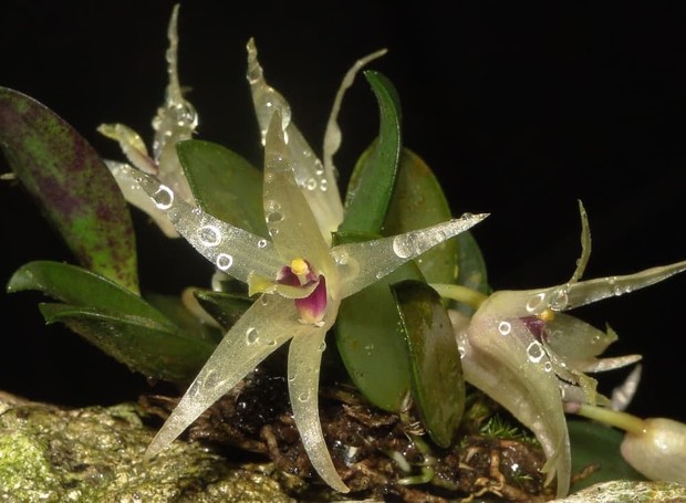 A orquídea Octomeria estrellensis (Foto: Instagram Zandoná Conservação / Reprodução)
