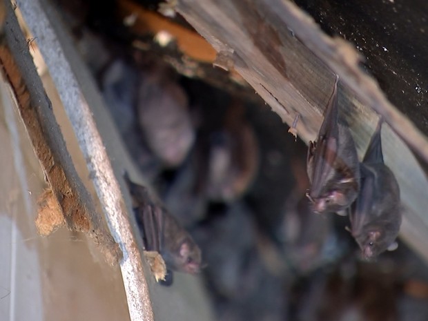 Morcegos tÃªm um sistema de orientaÃ§Ã£o por ecolocalizaÃ§Ã£o (Foto: ReproduÃ§Ã£o/ TV TEM)