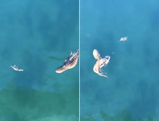 Caranguejo nadou em crculos na tentativa de escapar de polvo  (Foto: Reproduo/YouTube/Bettina Turnbull)
