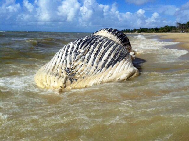 Baleia encontrada morta na Bahia (Foto: Cássio de Oliveira/Liberdadenews.com.br)