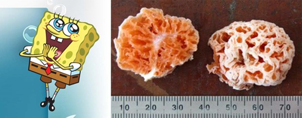 À esquerda, o Bob Esponja do desenho animado; à direita, o fungo que ganhou seu nome (Foto: Divulgação)