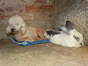 Animais dormem juntos em Caruaru (Foto: Kamylla Lima/G1)