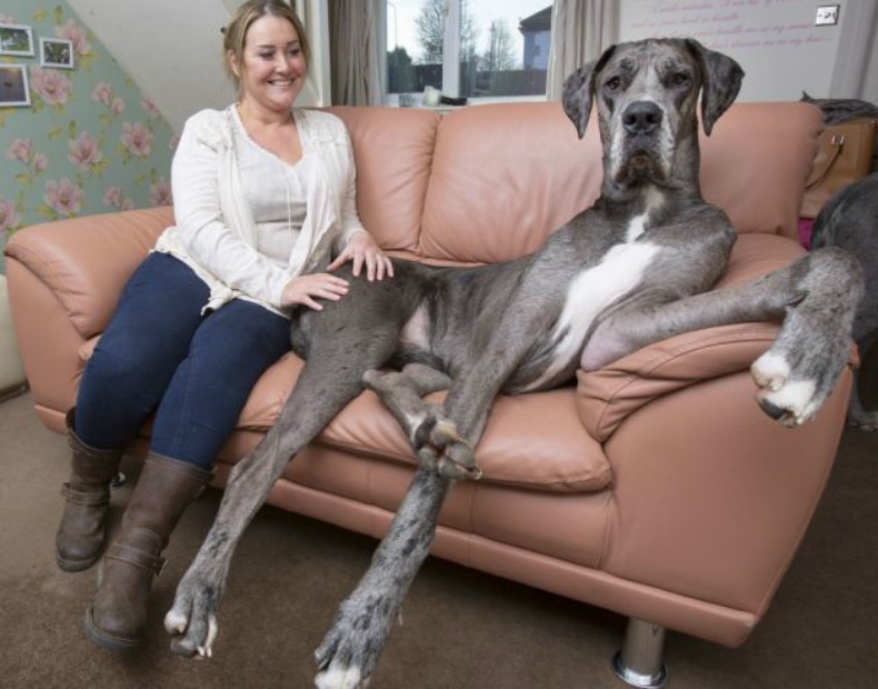 Cão de 2,1 metros, que ainda está crescendo, deve ganhar título de