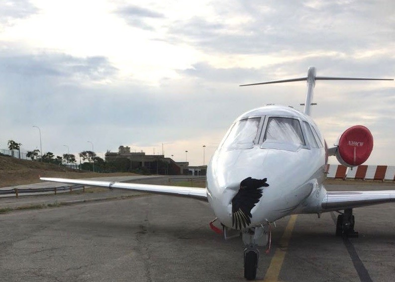 O Cessna 650 'atropelado' por uma ave de grande porte