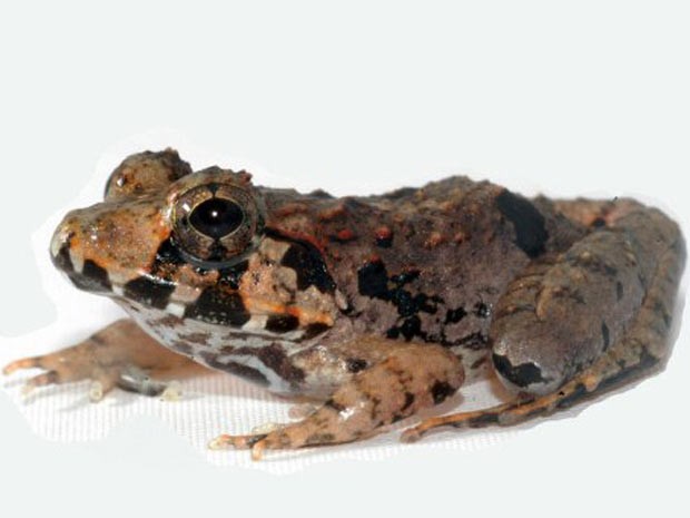 Exemplar de sapo marrom, nova espécie que foi encontrada em Bornéu por pesquisadores da Malásia. (Foto: HO/UNIMAS/AFP)
