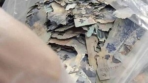 Jovem guarda R$ 68 mil em casa e cupins comem todo o seu dinheiro (Reprodução) Jovem guarda R$ 68 mil em casa e cupins comem todo o seu dinheiro (Reprodução)