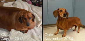 70 kilogram dachshund pierde greutate