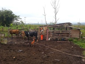 Famílias criam animais e pequenas plantações no Jardim Nova Esperança, área do Banhado. (Foto: Nicole Melhado / G1)